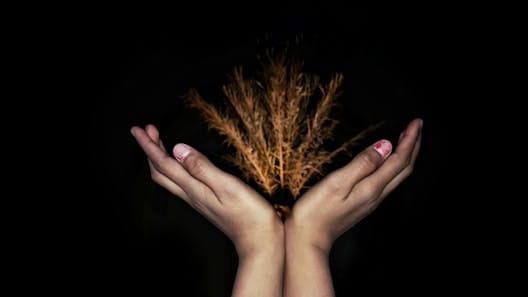 Herold featured