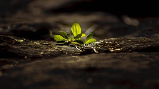 Herold featured