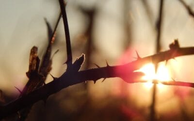 Der Gott, der Opfer nicht will