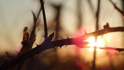 Herold featured