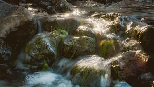 Herold featured