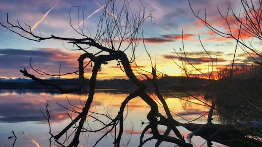 Herold featured
