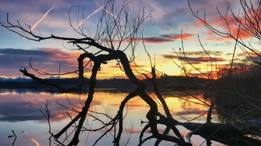 Herold featured